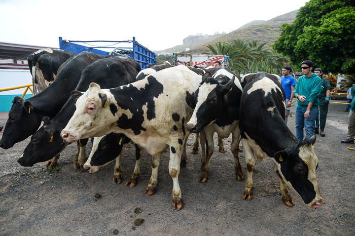 El Cabildo recibe 33 vacas