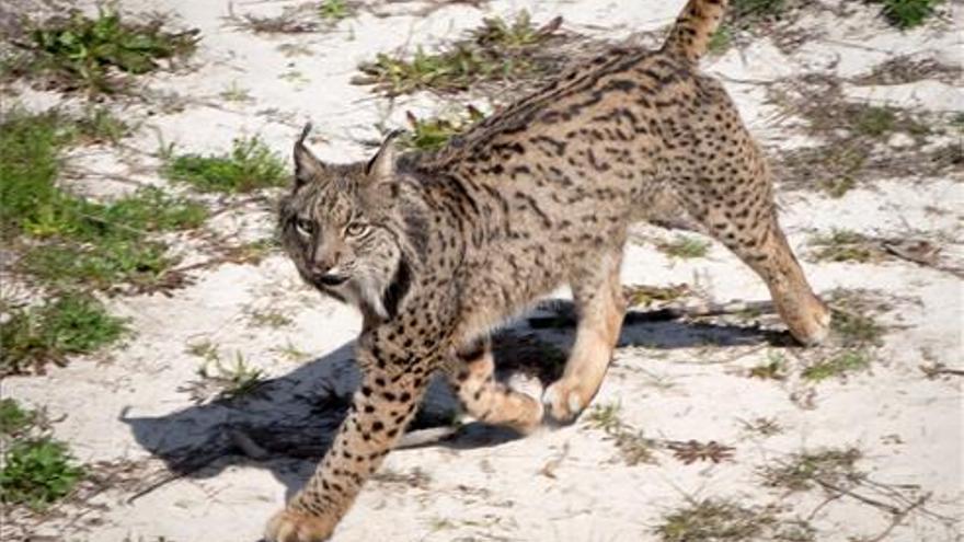 Fallece un lince ibérico atropellado en la EX-103 a la altura de Valencia de las Torres