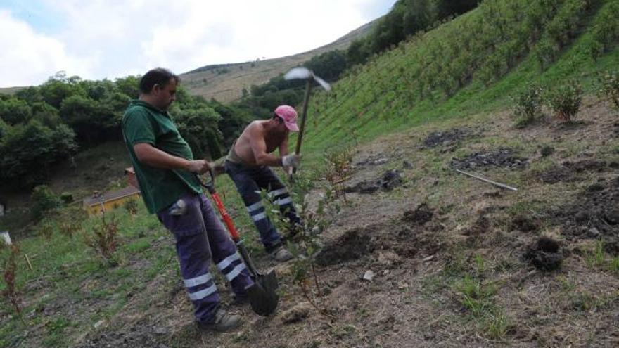 Dos operarios plantando árboles en la antigua mina a cielo abierto de La Braña del Río, en Langreo.