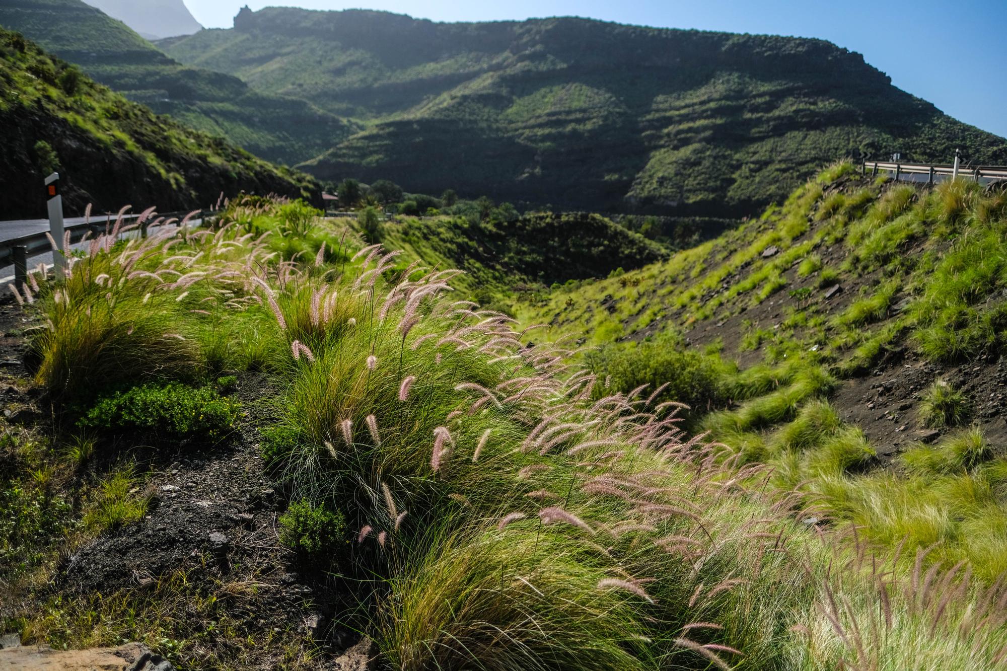 Planta invasora del rabogato