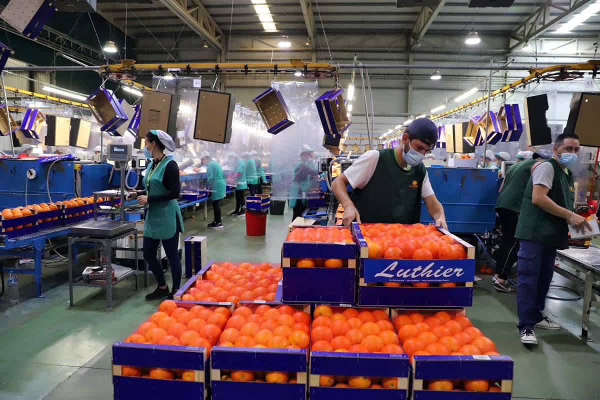 Palma del Río, en plena campaña de la naranja