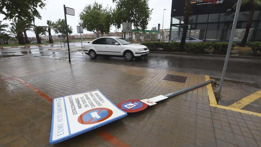 El viento derriba dos enormes palmeras en el Port de Sagunt