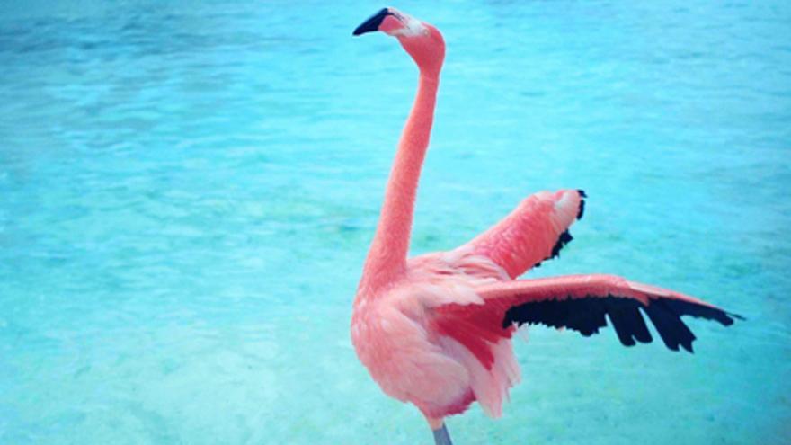 The Mystery of the Pink Flamingo