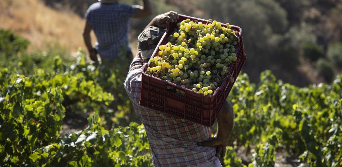 Las pendientes donde están las viñas de uva moscatel pueden llegar hasta al 70 por ciento
