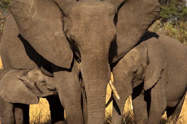 elefantes en el canal de Savute