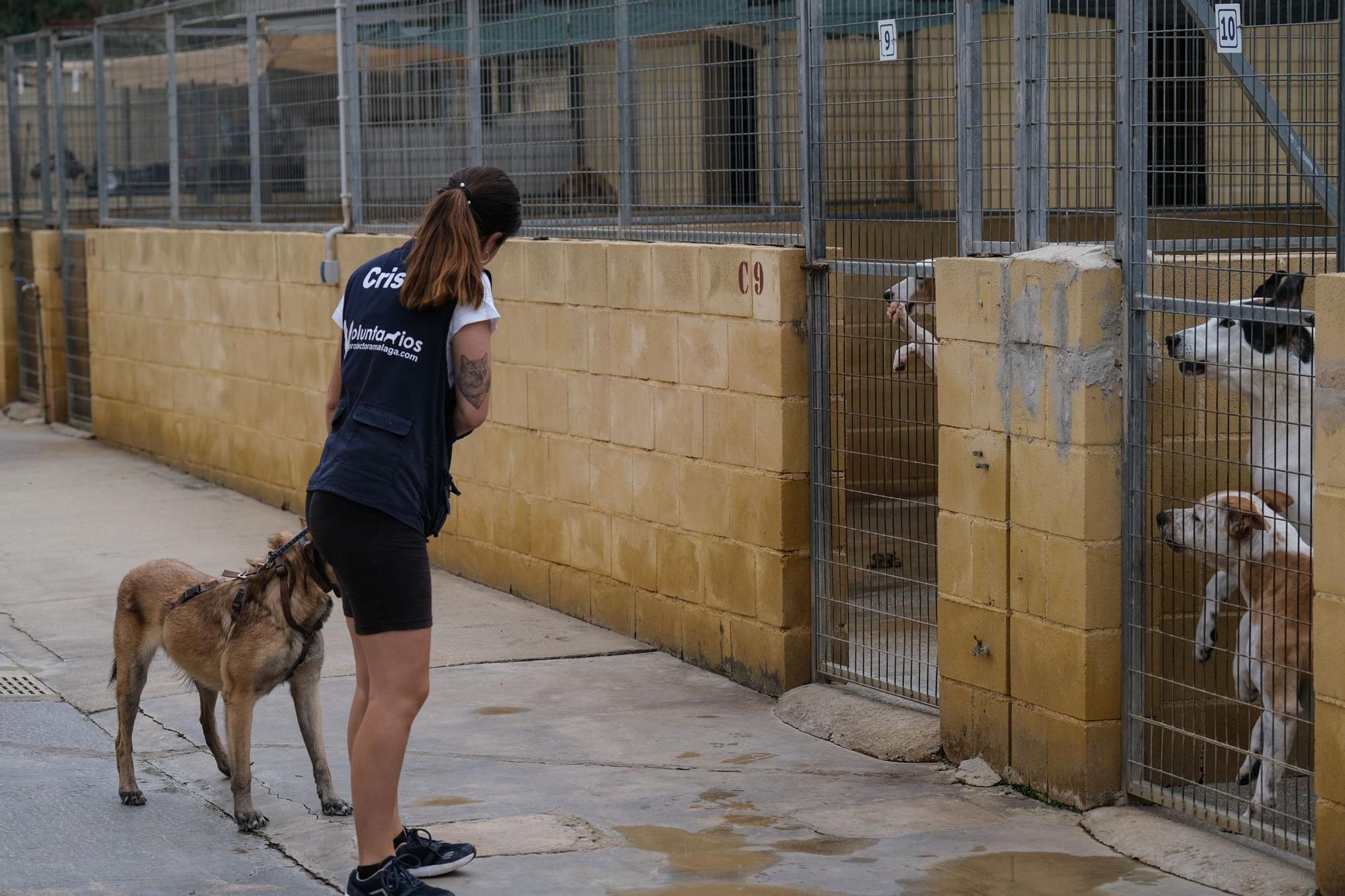 La Protectora de Animales de Málaga, a finales de octubre