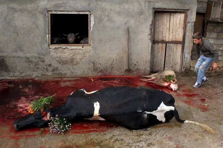 Youth stands near a cow and a sheep that were sacrified in the village of Miratovc for the celebration of Eid-al-Adha, near the town of Presevo, southern Serbia