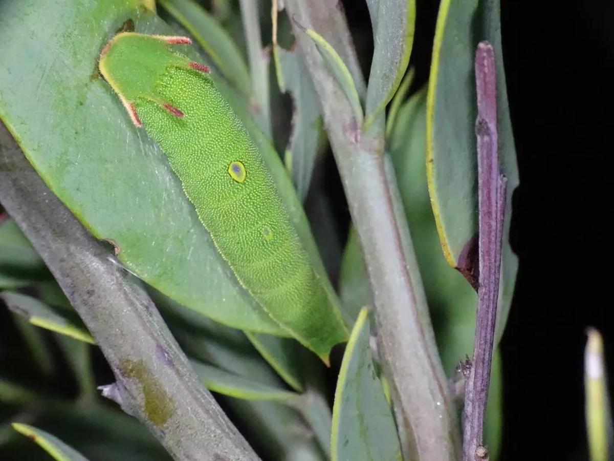 Los insectos son la especia más observada por los participantes en la actividad de El Campanà de Crevillent