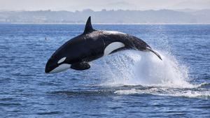 Una orca saltando en el mar.