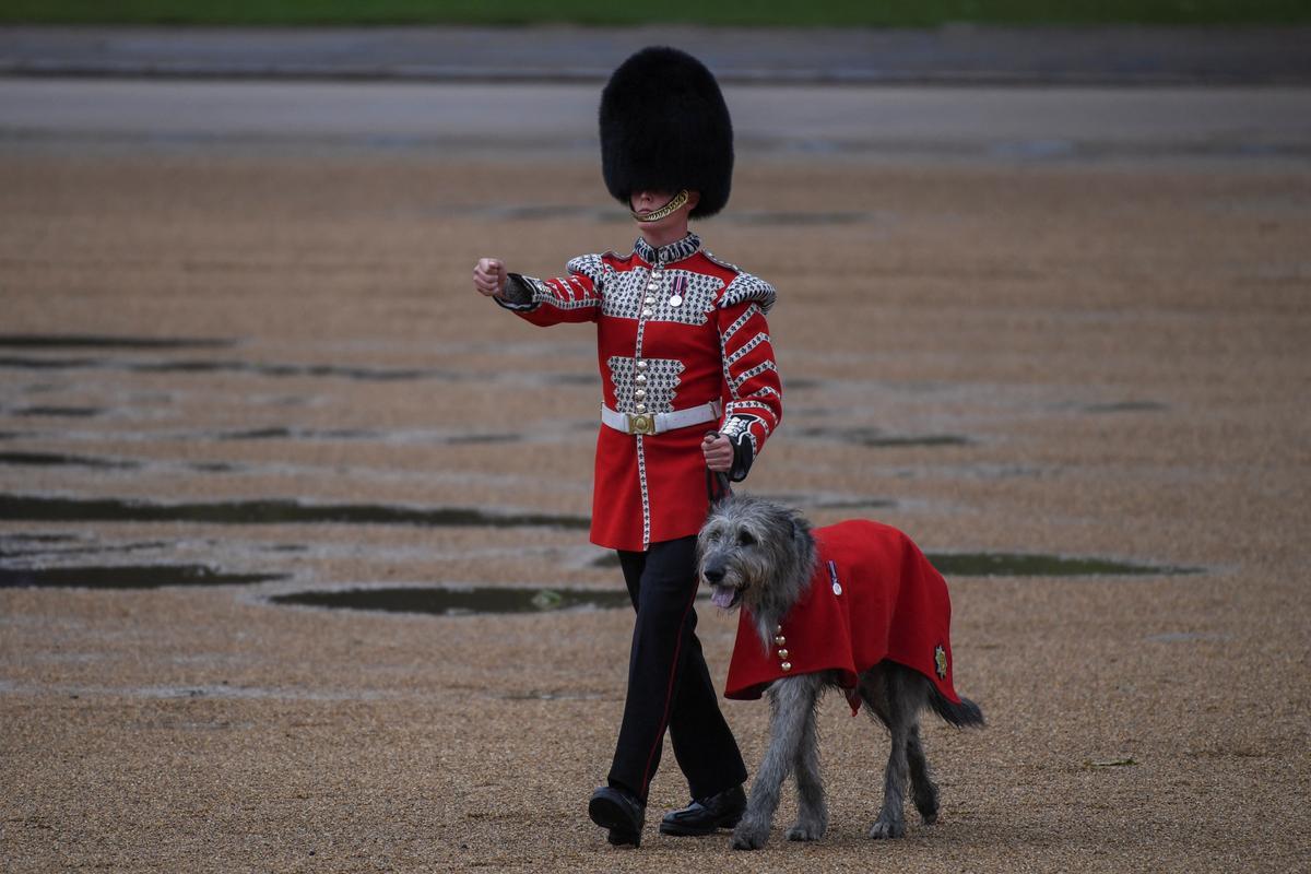 Irish Guards mascot Turlough Mor (Seamus) appears for the Trooping the Colour parade which honours King Charles on his official birthday in London, Britain, June 15, 2024. REUTERS/Chris J. Ratcliffe