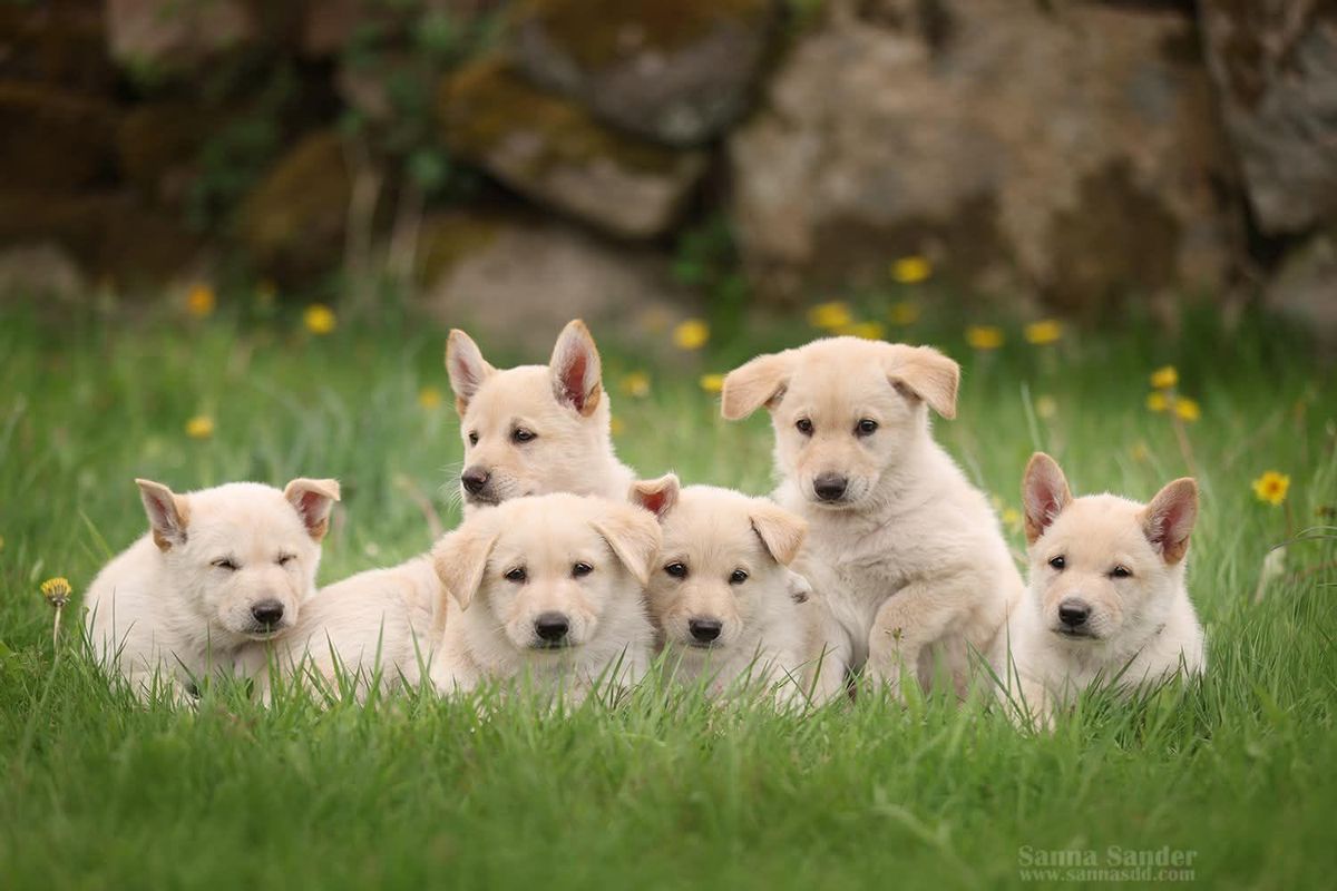 Los seis cachorros juntos en un jardín.
