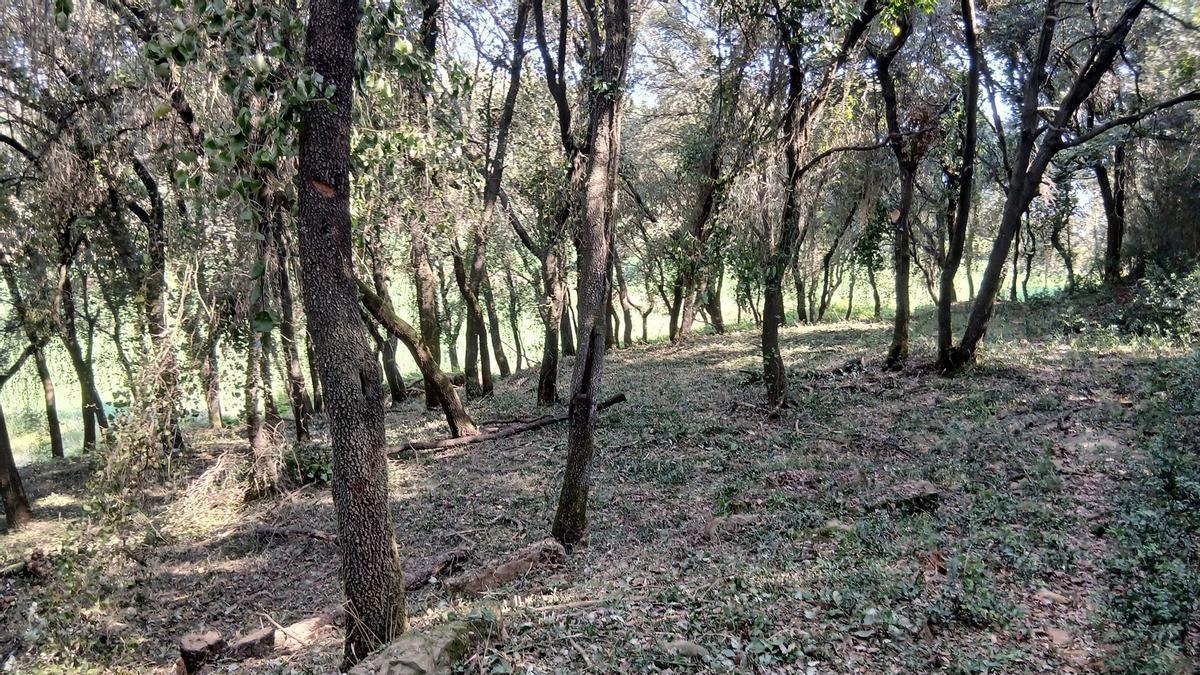 Un bosc de l'entorn de Girona després dels treballs d'estassada.