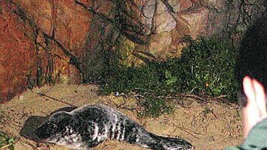 Aparece viva una foca en la playa de La Franca