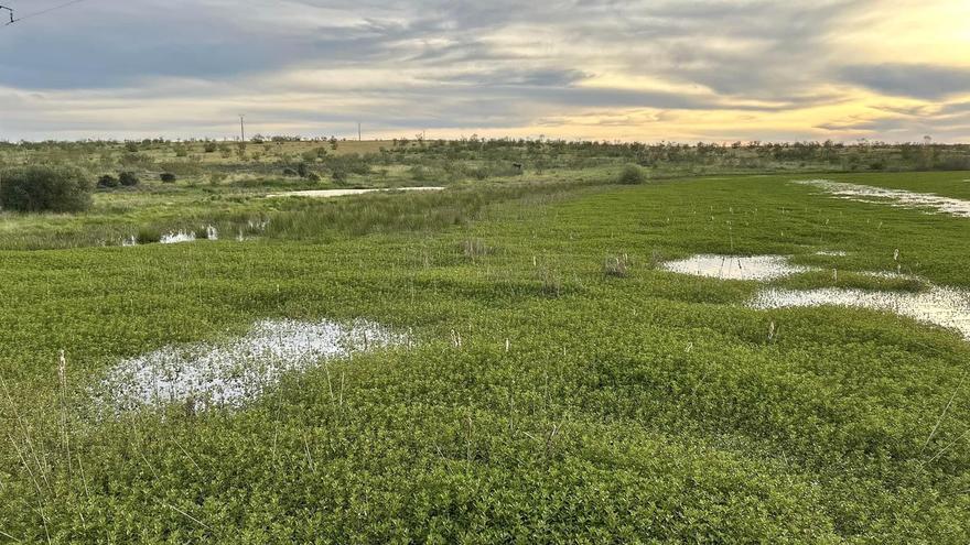 Aliados en Cáceres contra la expansión de la invasora Ludwigia