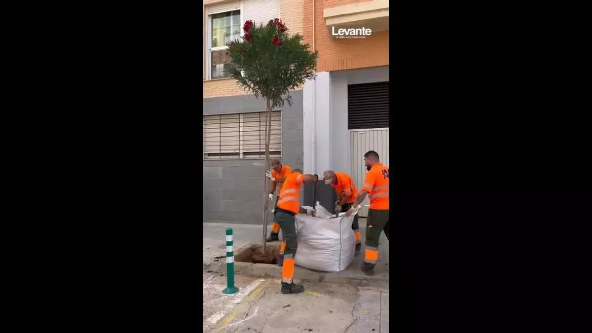 Catarroja recupera verd: 450 arbres nous substituïxen els 700 que va arrasar la riuada