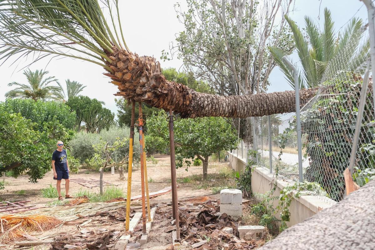 Unos puntales de obra trataron de sostener la copa de la palmera, hasta su caída el pasado jueves.