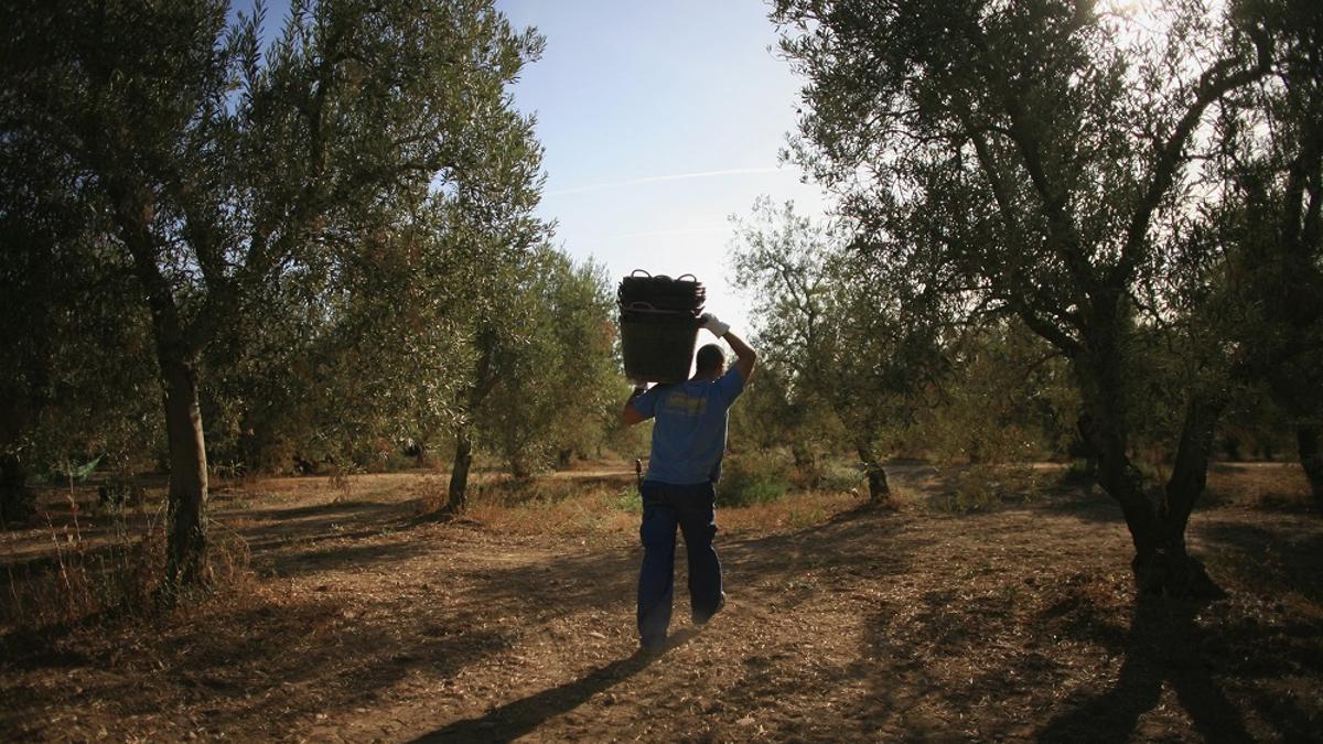 Un trabajador en un campo de olivos, en una imagen de archivo.