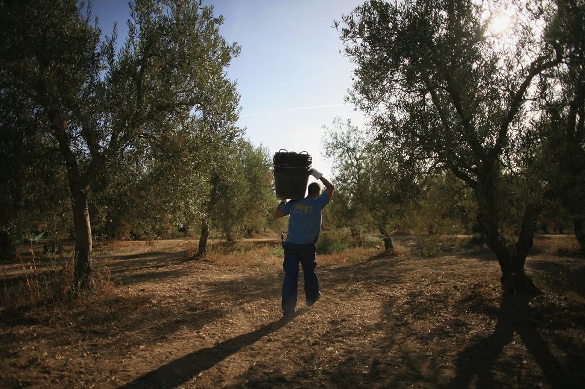 Un trabajador en un campo de olivos, en una imagen de archivo.