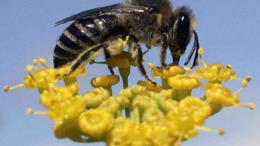 Una abeja recolecta néctar de una flor.