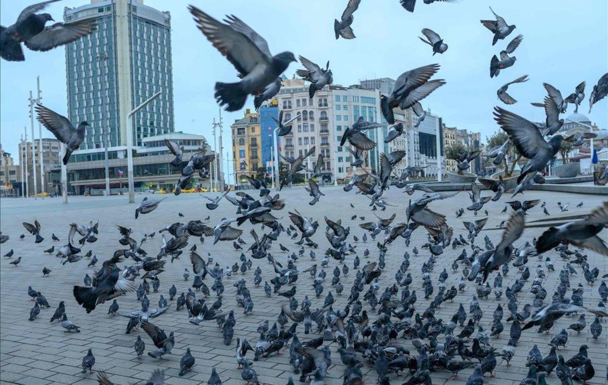 Pájaros en la plaza Taksim de Estambul.