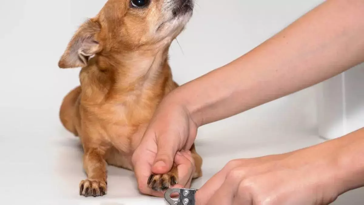 Belleza perruna: estas son las 10 razas de perro m芍s bonitas que existen
