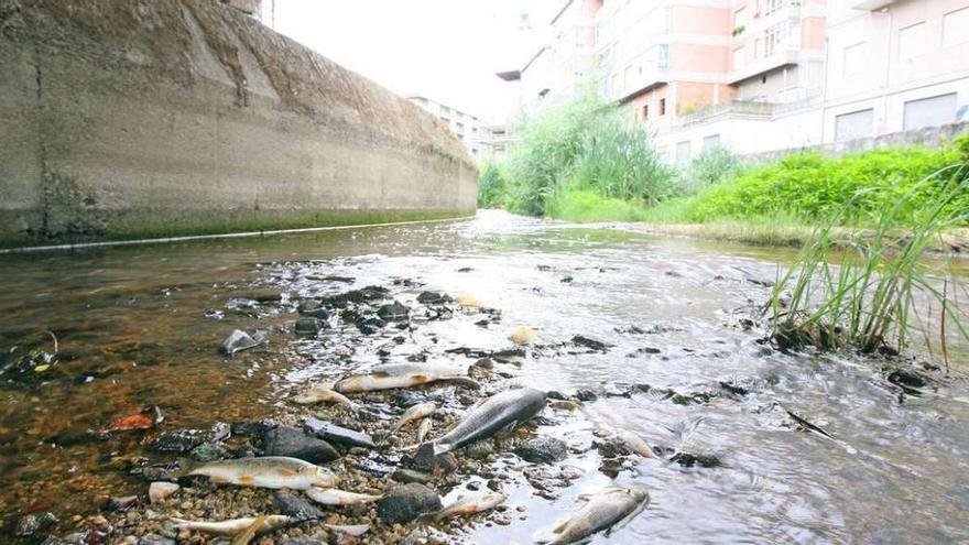 Peces muertos en el cauce del río Barbaña a causa de los vertidos del año 2009. // Jesús Regal