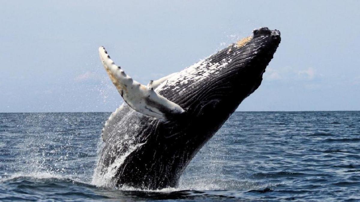 El espectacular 'saludo' de una ballena jorobada frente a la costa de Radazul