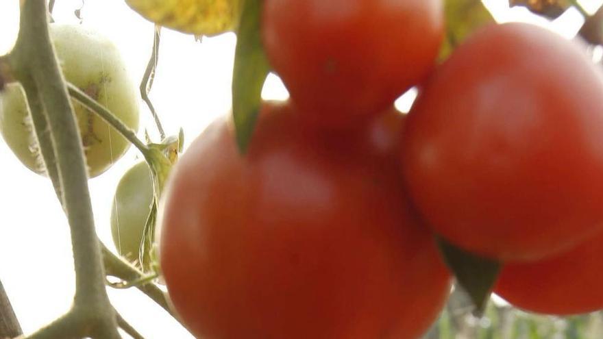 Comer dos tomates  al día disminuye en un 35% el riesgo de hipertensión