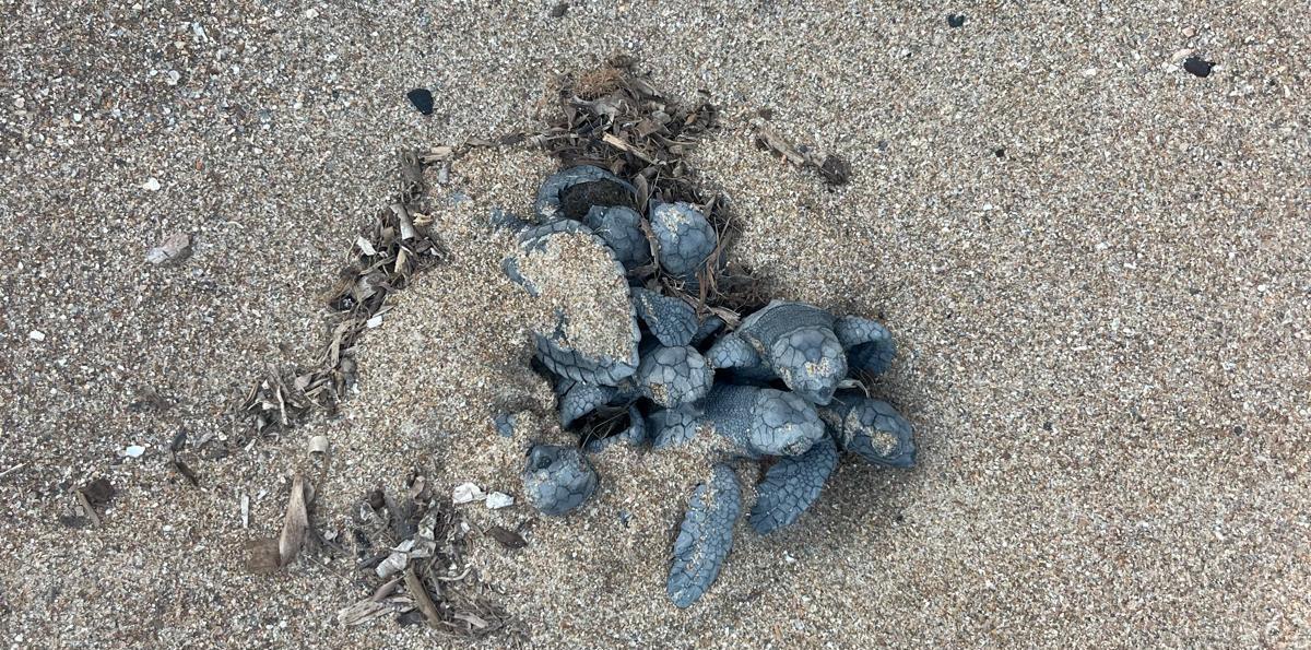 El nacimiento de las tortuguitas en Dénia