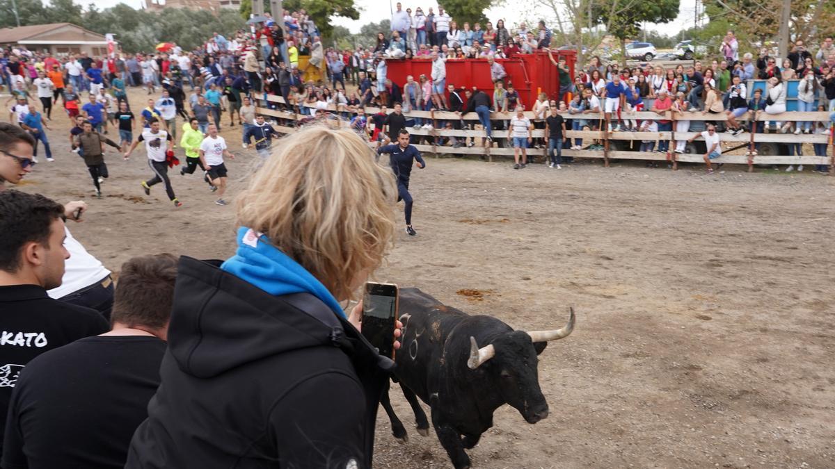 Toro de la Vega