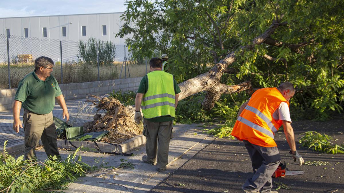 Imagen de archivo de un árbol caído y retirado en Xàtiva.