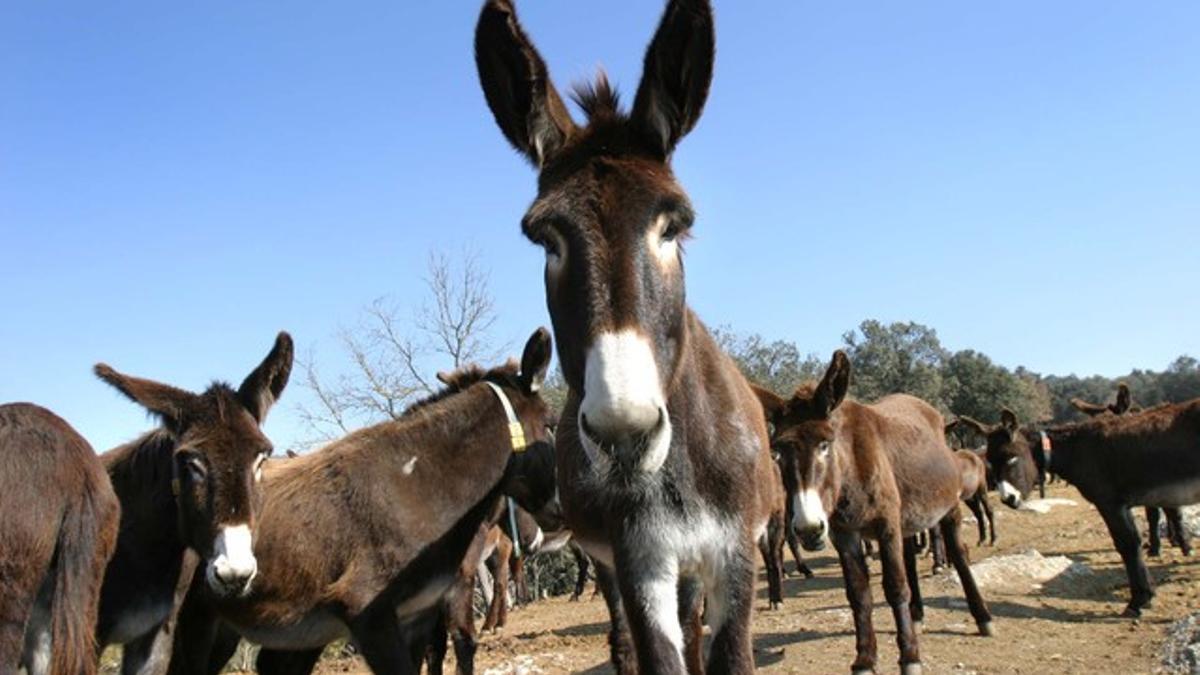 Burros catalanes en la Granja Fuives, en Olvan, Berguedà