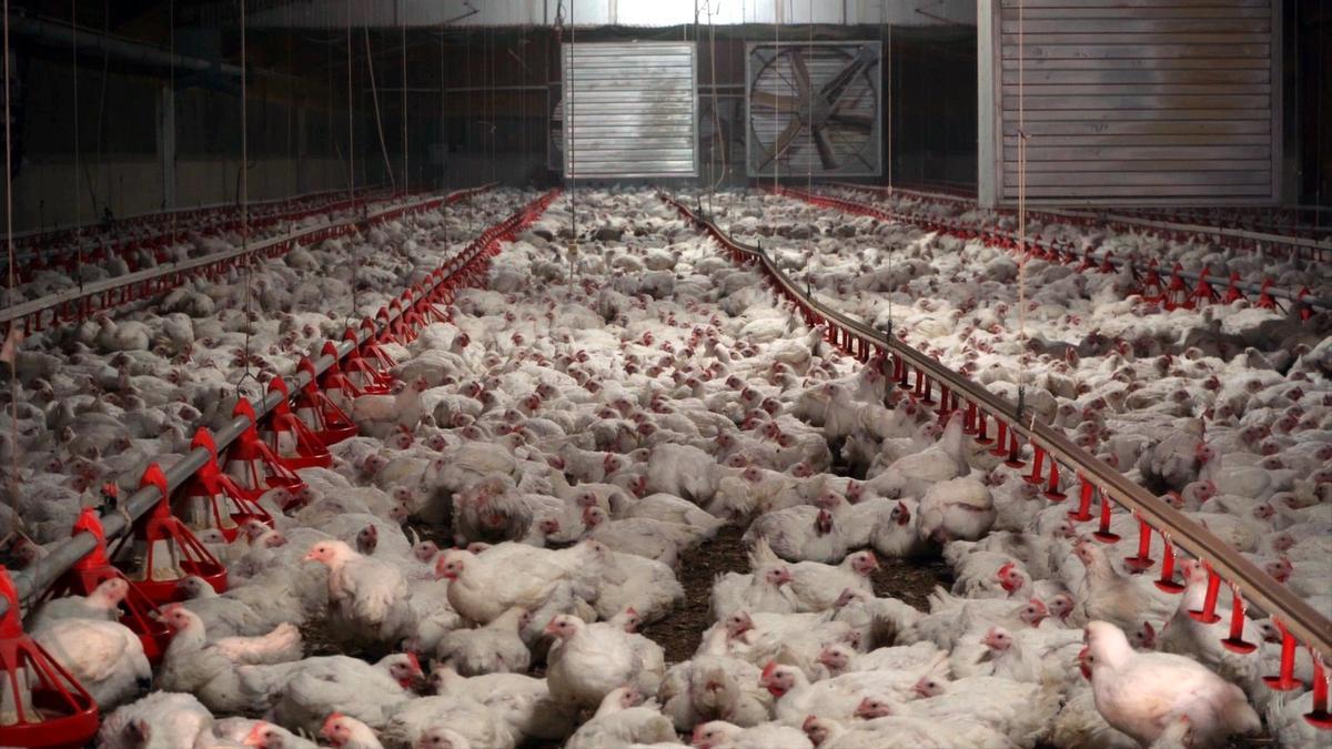 Una granja de pollos en Castilla La Mancha.