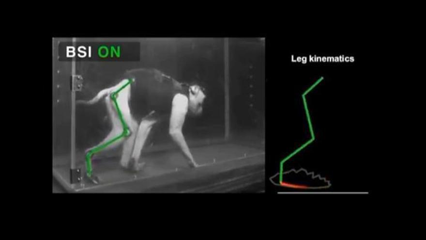 Consiguen que un mono con lesión medular mueva la pierna de nuevo