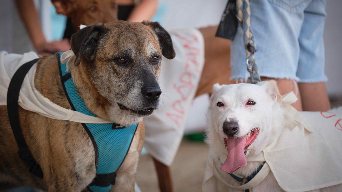 Dos de los perros que participaron en la celebración del Día de los Animales en Santa Cruz de Tenerife.