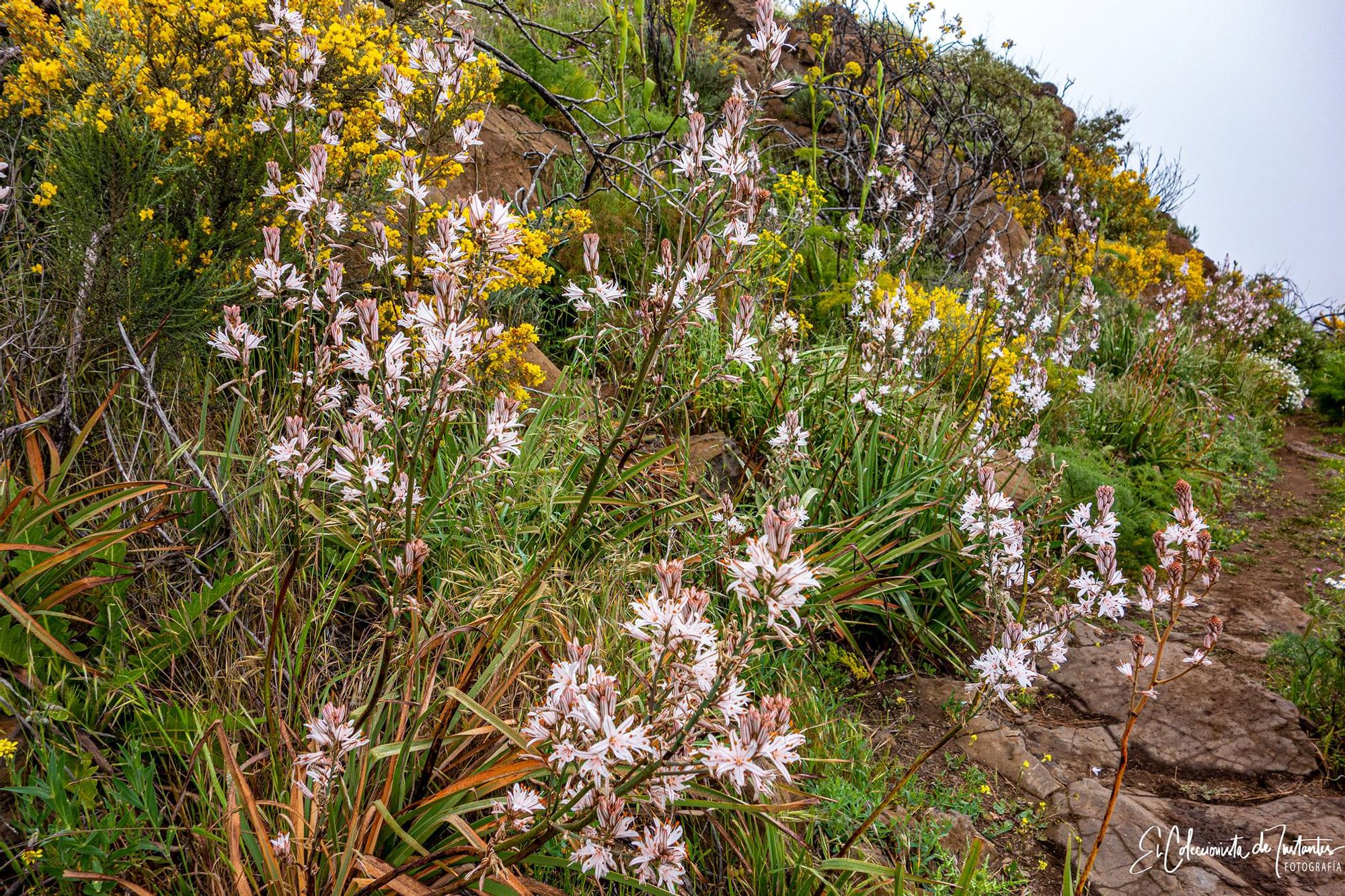 Ruta entre los Llanos de Ana López y Degollada Becerra, en Gran Canaria