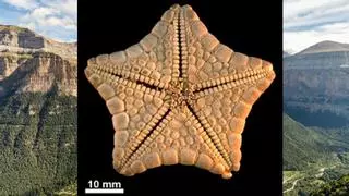 ¿Qué hacía una estrella de mar a 2.500 metros de altura en una montaña de Huesca?