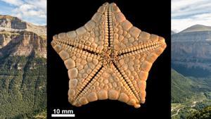Imagen de la estrella de mar fosilizada encontrada en Ordesa