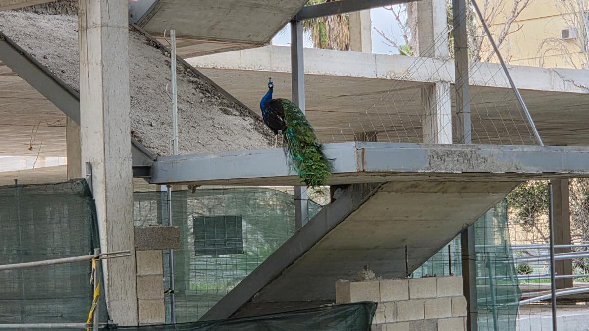 El pavo real, este martes, subido a la estructura de hormigón inacabada.