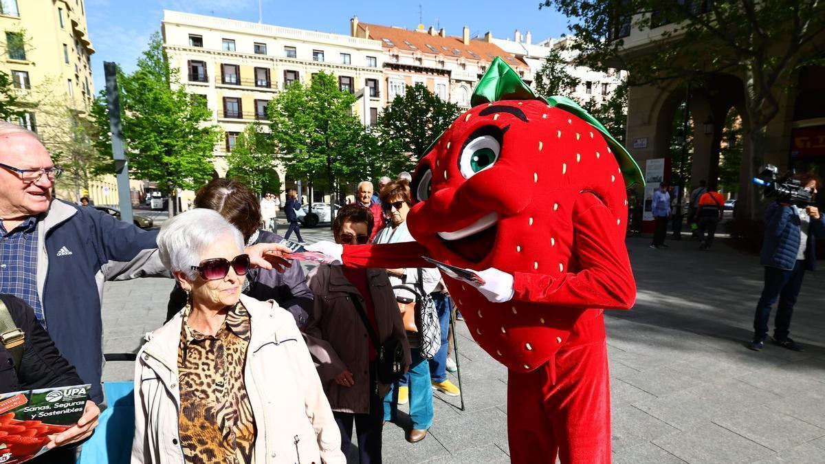 Reparto de tarrinas de fresas en Zaragoza.
