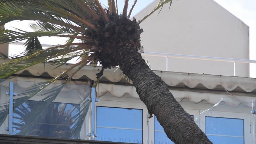 Una palmera se estrella contra un edificio en la Alameda de Colón