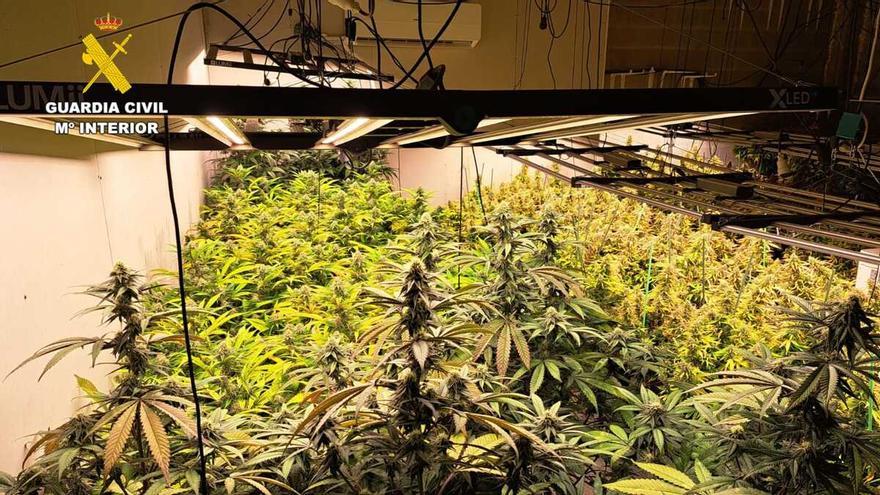 La Guardia Civil incauta más de 1.500 plantas de marihuana en dos naves de Oroso y O Pino: seis detenidos