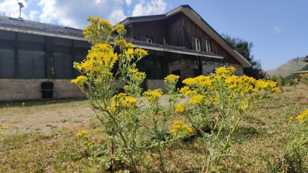 Estado actual del refugio de Brañagallones