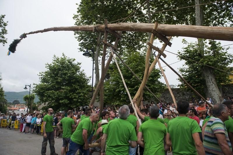 Celoriu planta su hoguera