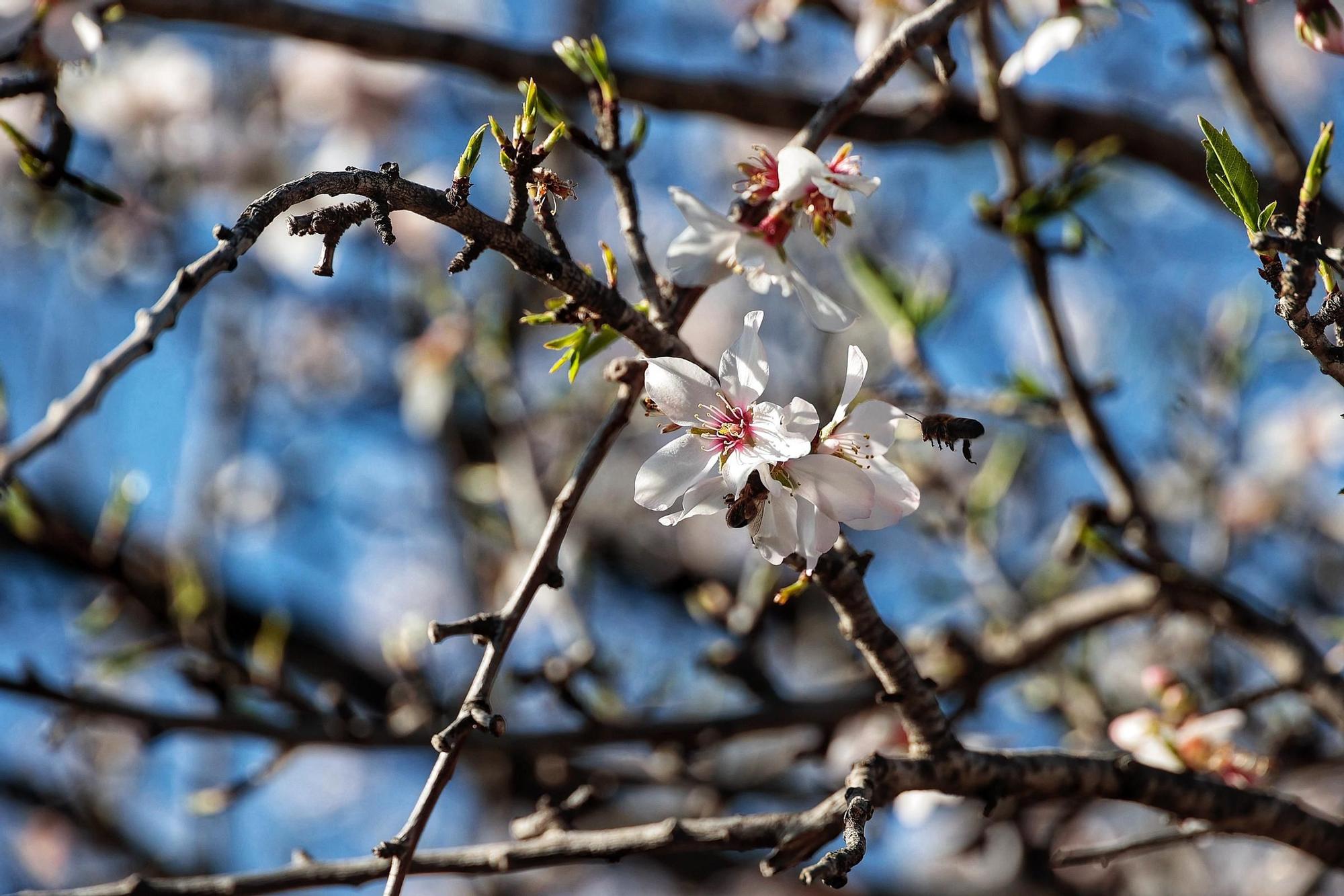Pateos para ver el almendro en flor