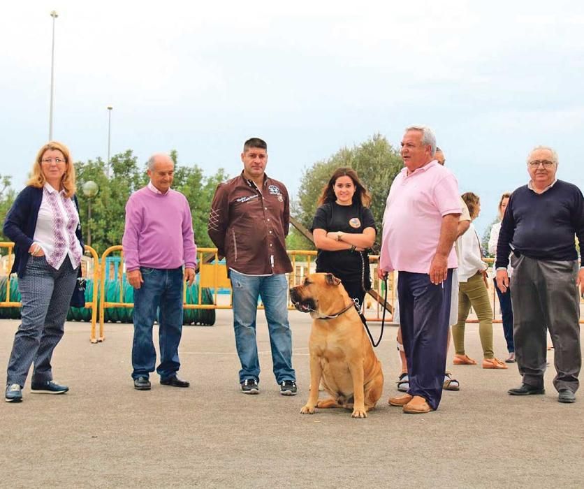 Mehr als 80 Hunde der mallorquinischen Rasse waren zu sehen