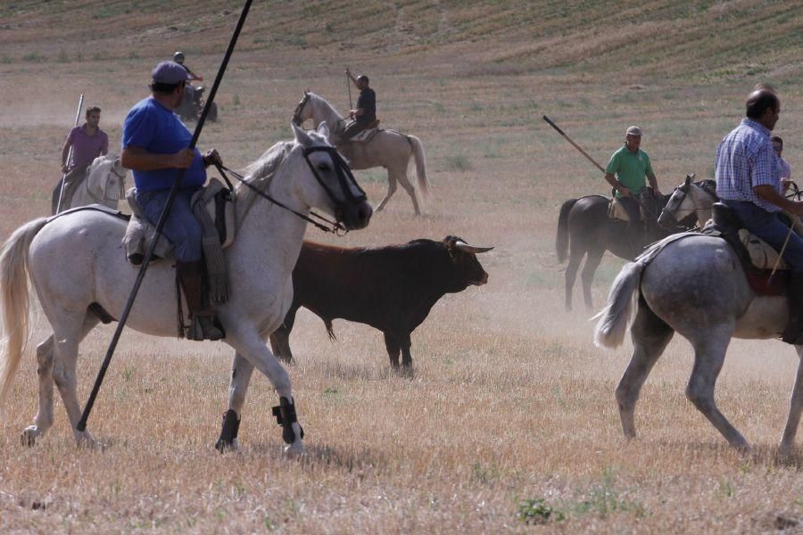 Encierro de campo en Villaescusa