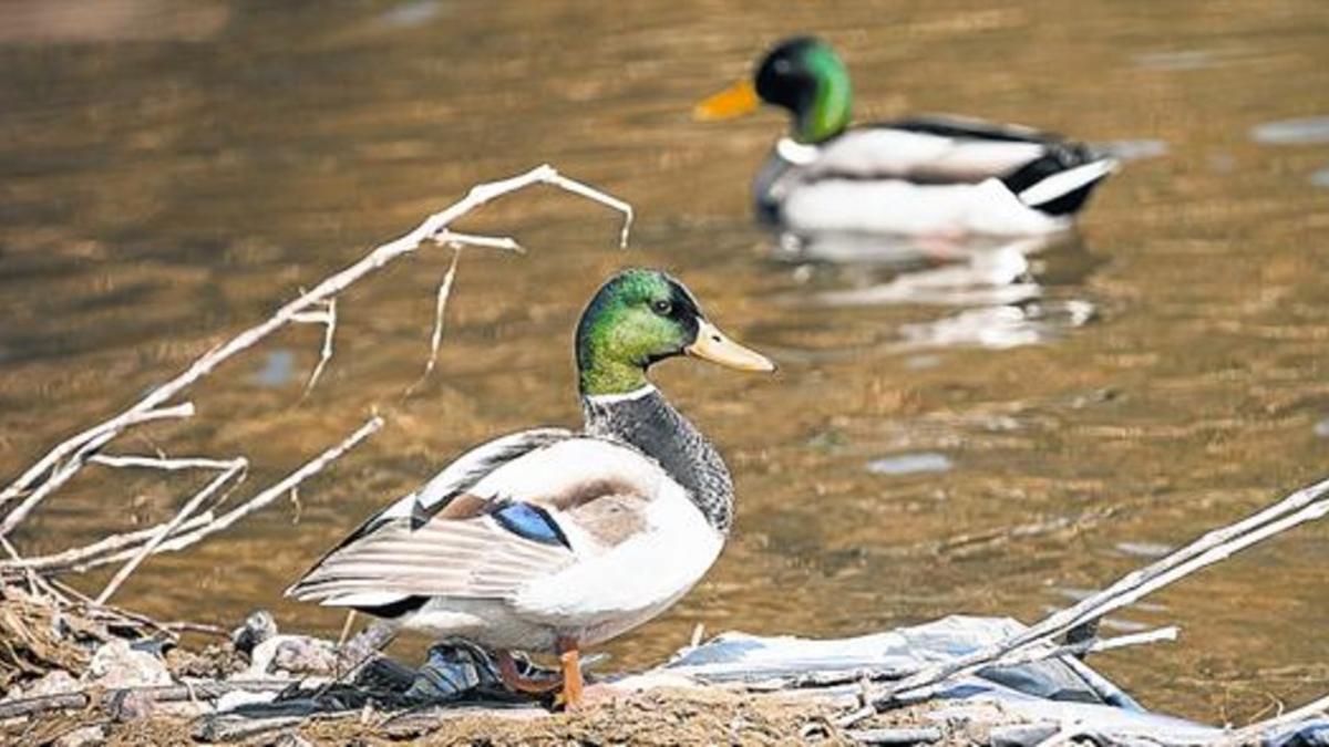 Dos ánades azulones o reales con sus vistosas cabezas y cuellos chapotean en las aguas del Besòs, el jueves.