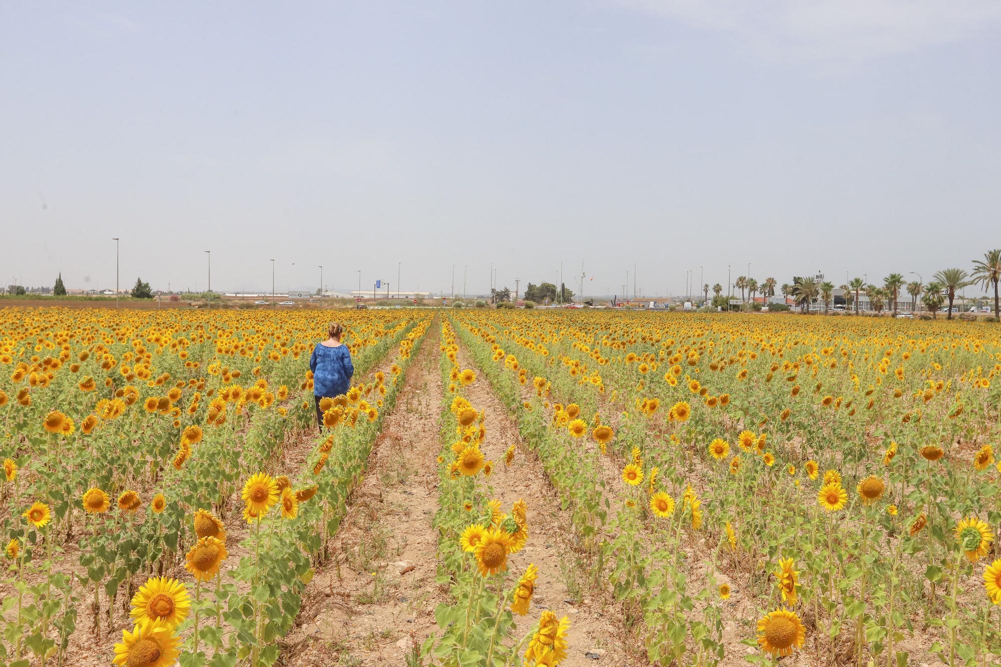 Los espectaculares campos de girasol plantados en Pilar de la Horadada