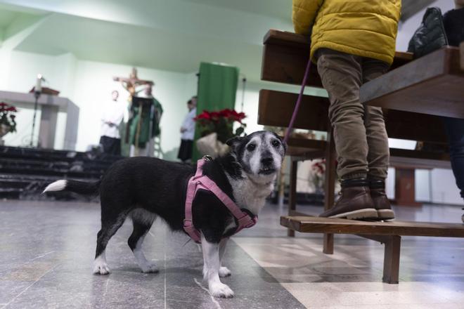 EN IMÁGENES: Así ha celebrado Avilés el día de San Antón junto a sus mascotas